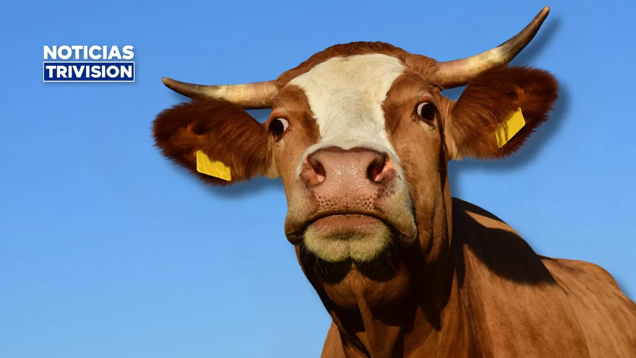 Rabia paralítica bovina causa la muerte de tres reses en Golfito