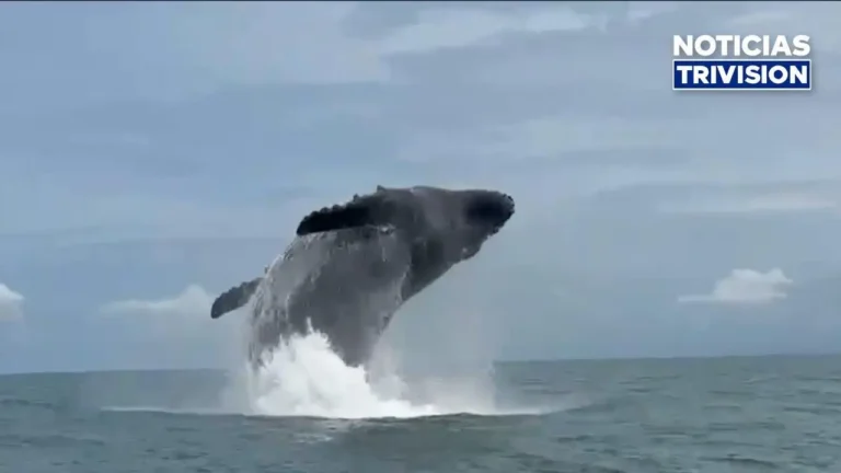 Impresionante avistamiento de ballenas sorprende en el Pacífico Sur