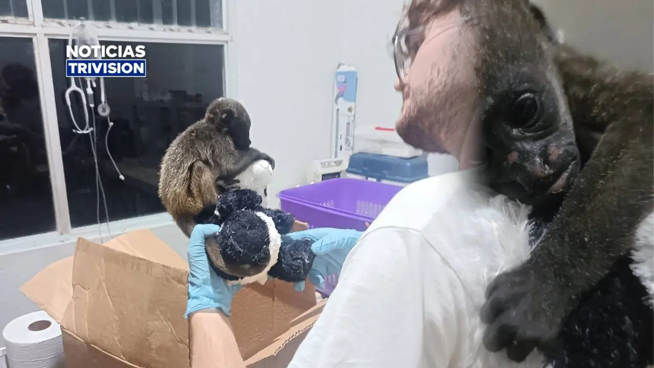Monito rescatado en Filadelfia