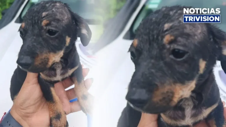 Policías rescatan a perrito que estaba cerca del río Reventazón