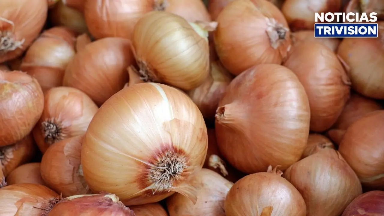 ₡20 millones impulsarán producción y comercialización de cebolla en Cartago