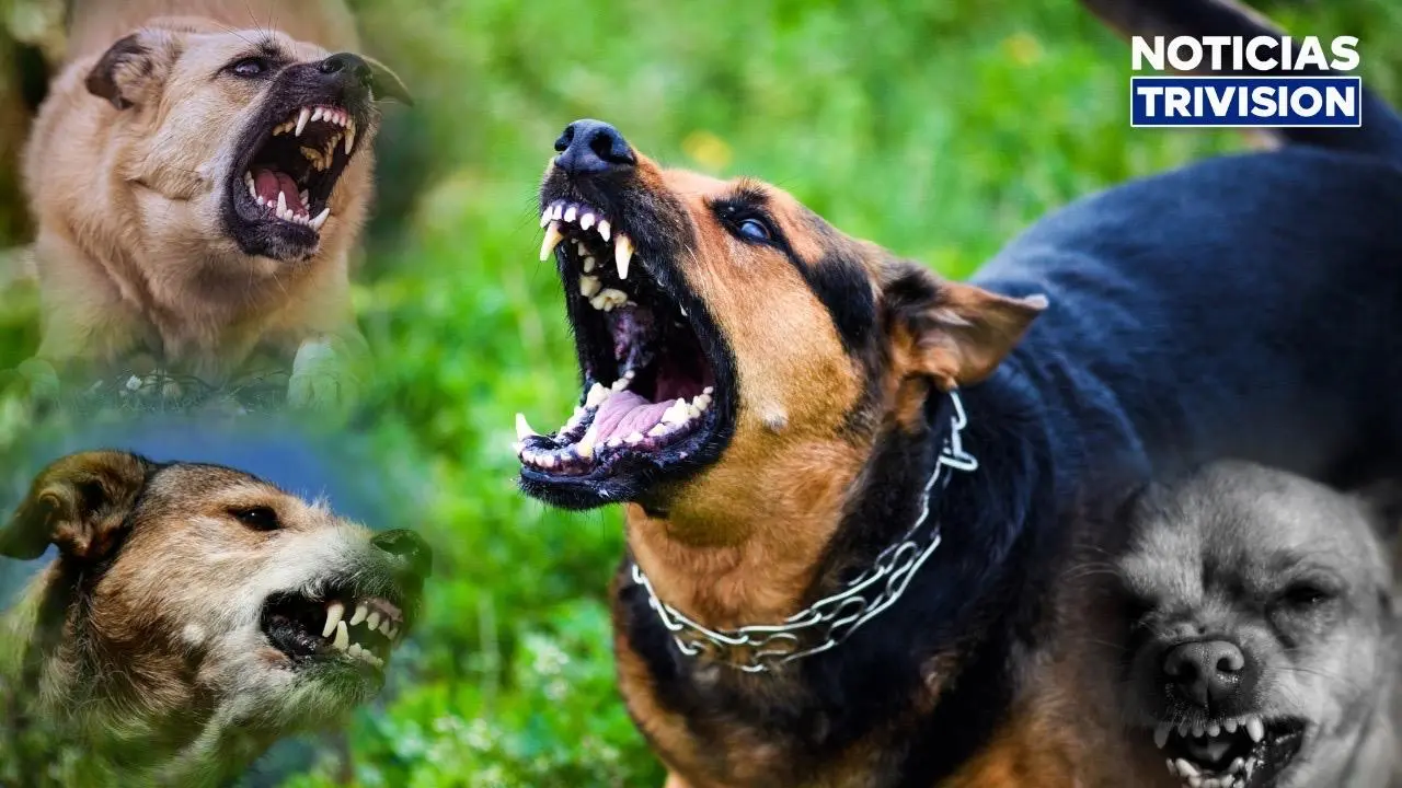 Alerta por ataques de perros: 14 personas en estado crítico y dos fallecidos en 2026