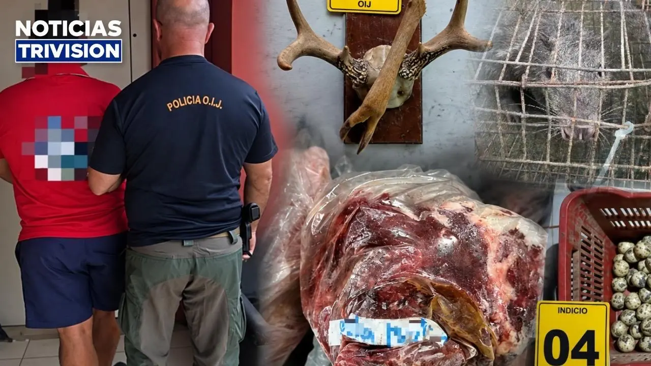 Cae sospechoso de comercializar carne de animales silvestres en Matina, Limón