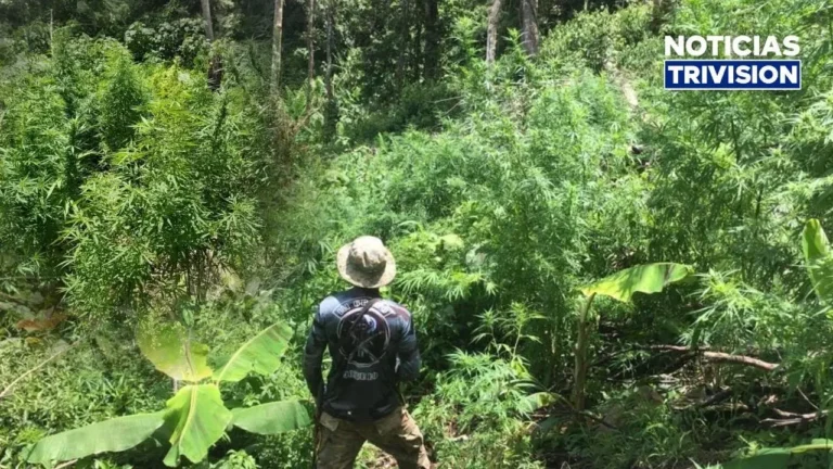 Destruyen más de 120 mil plantas de marihuana en Alta Talamanca