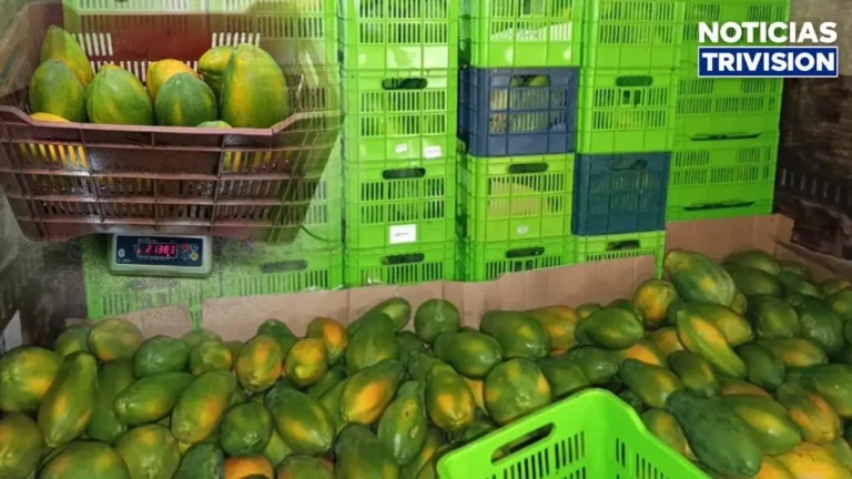 Intentaron ingresar 12,700 kilos de papaya de manera ilegal al país