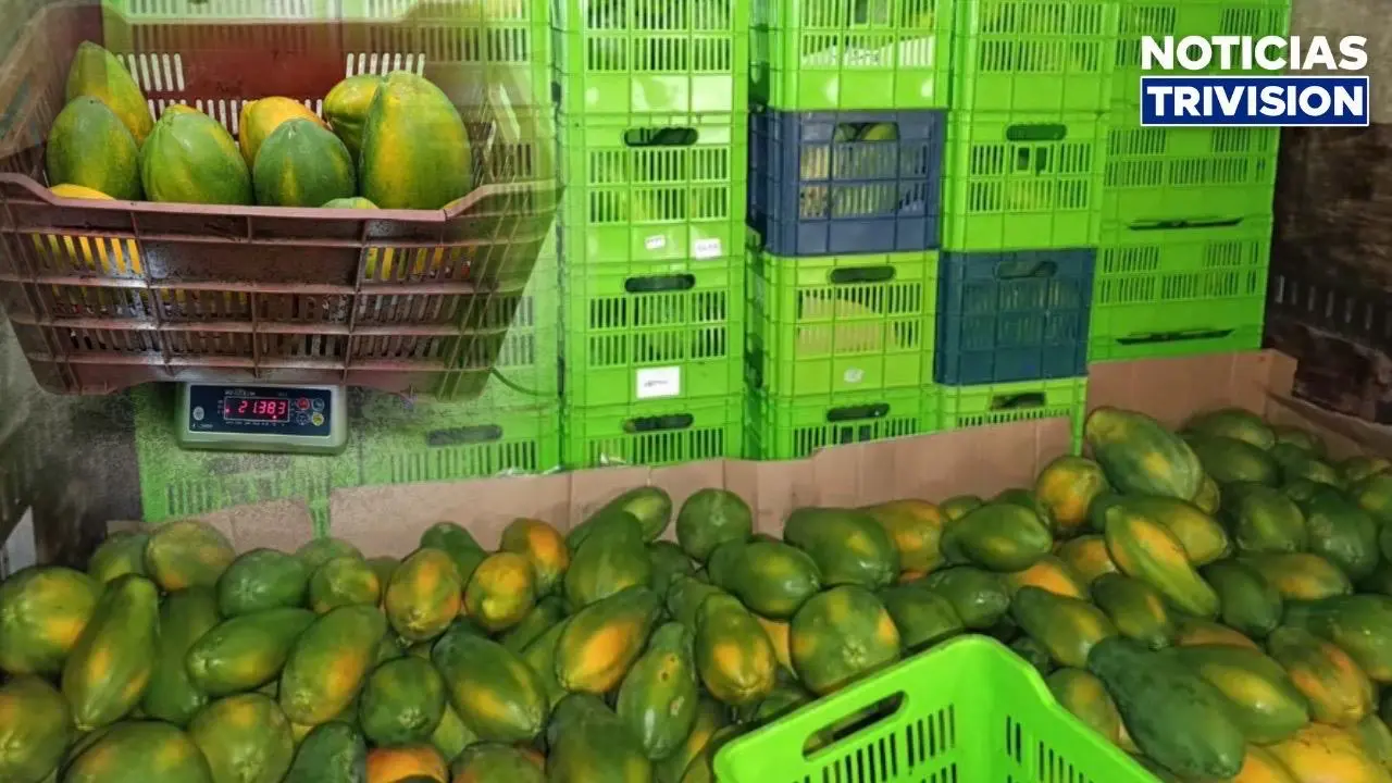Intentaron ingresar 12,700 kilos de papaya de manera ilegal al país