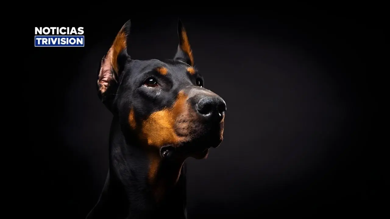 Niña de dos años en condición crítica tras ataque de perro en Guanacaste