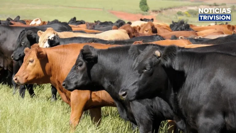 Rabia paralítica bovina suma 12 casos en el país durante este año
