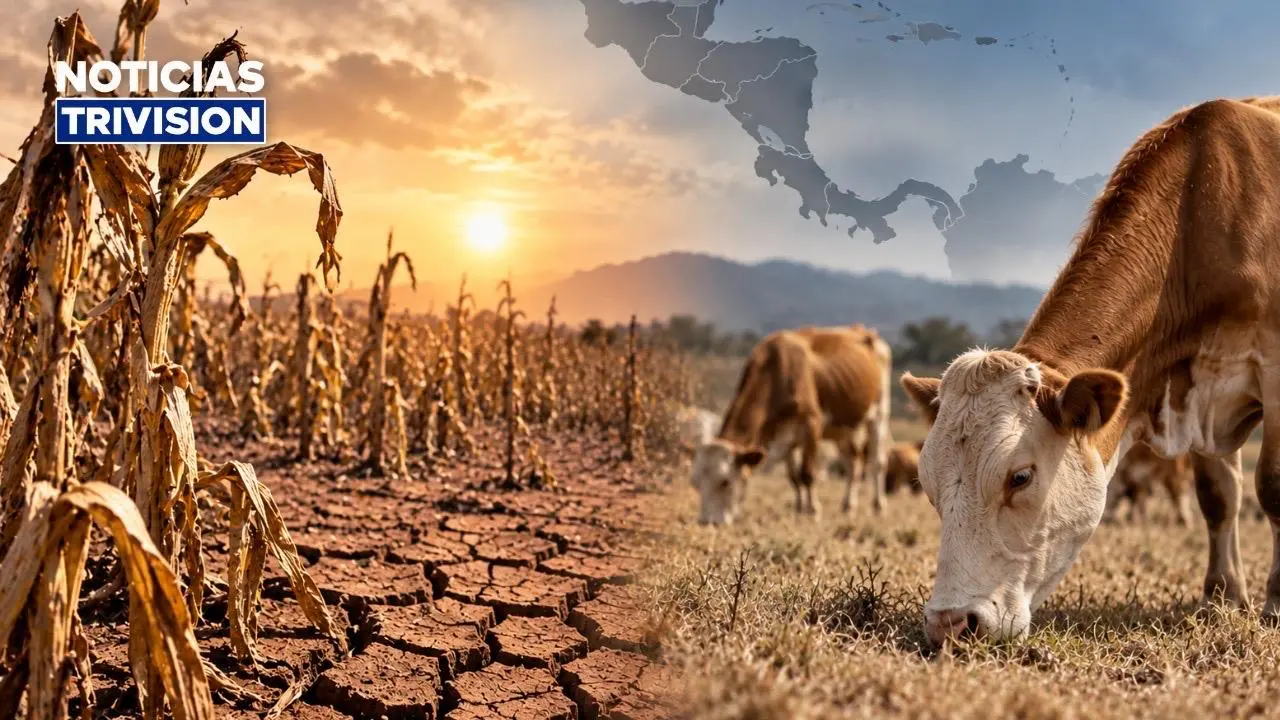 Sequía golpea Centroamérica: El Niño afecta cultivos y ganado