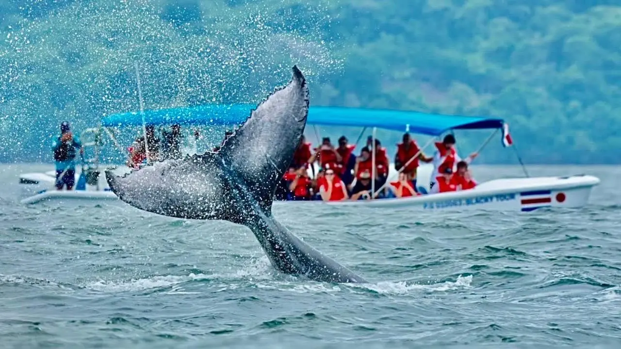 Uvita se prepara para el Festival de Ballenas y Delfines este fin de semana