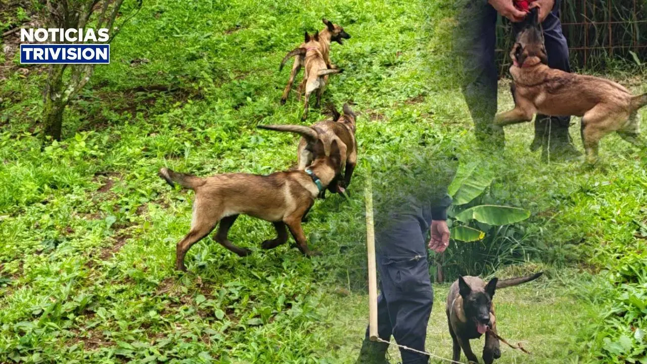 Cuatro cachorros se preparan para convertirse en perros policías de la Fuerza Pública