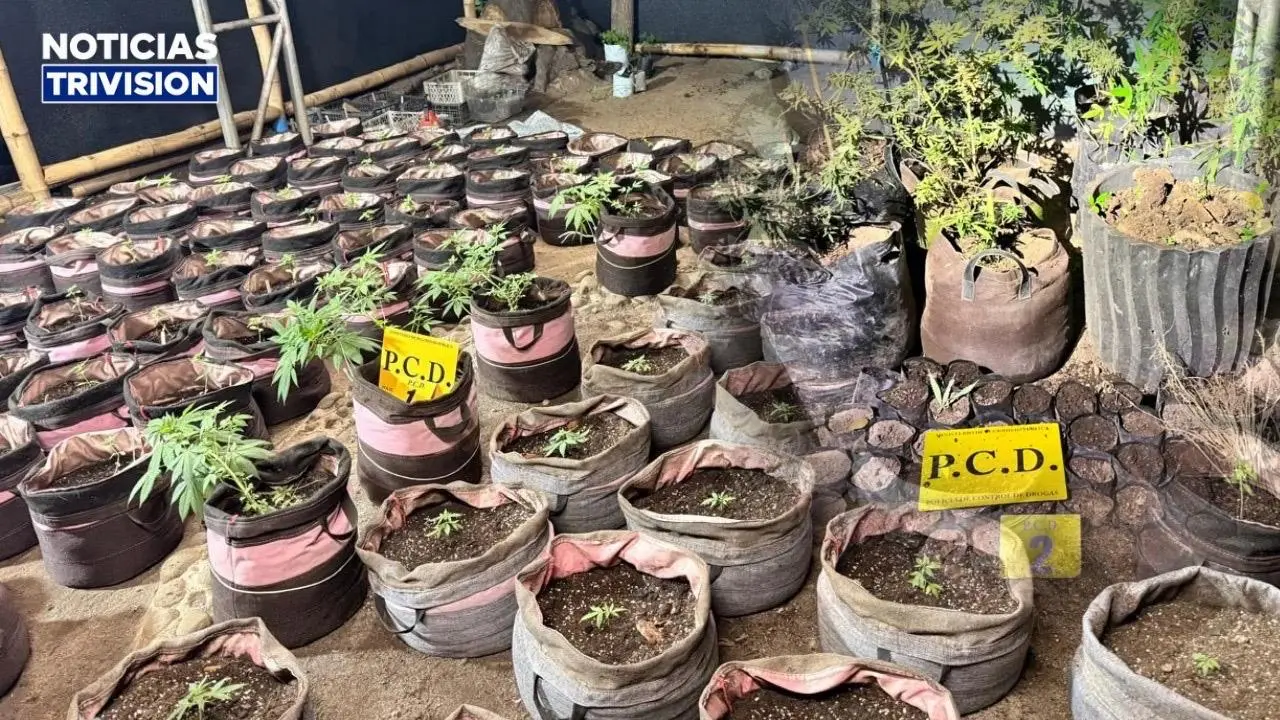 Desmantelan vivero de marihuana en Liberia y detienen a un sospechoso