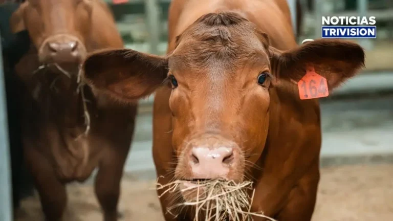 ¡Llega a Guanacaste ganado de alta genética para mejorar la producción de carne!