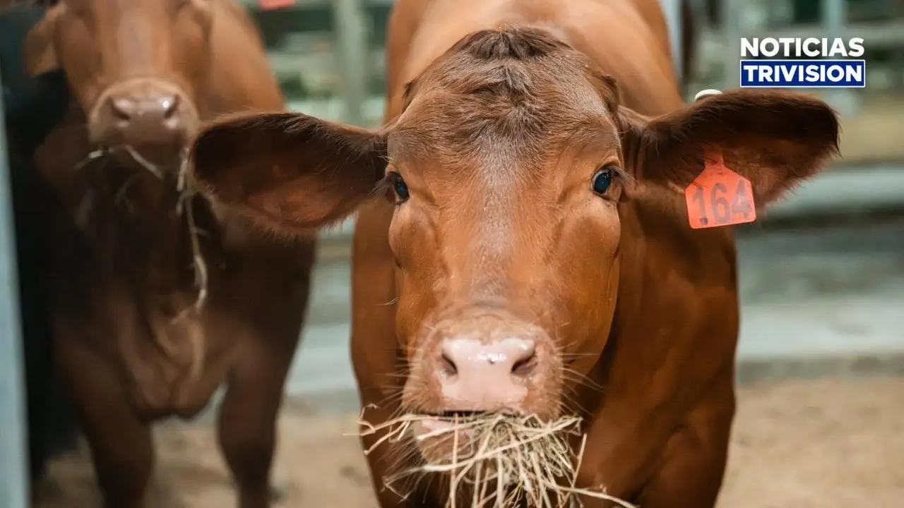 ¡Llega a Guanacaste ganado de alta genética para mejorar la producción de carne!