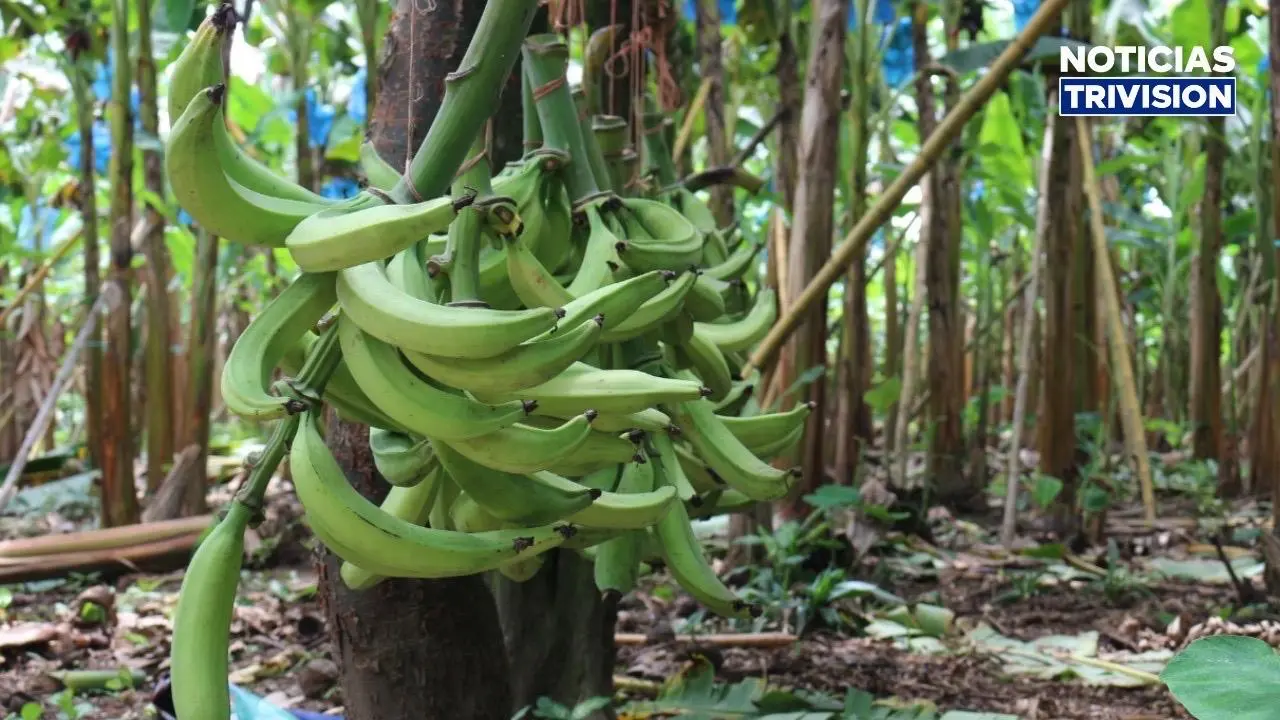 Nuevas herramientas buscan impulsar la producción de plátano y atraer inversiones al Caribe
